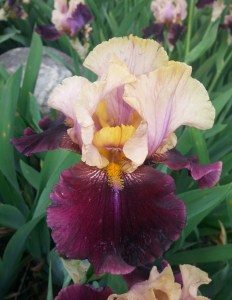 20150525_153239-1[1]