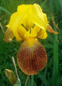 20150525_170111-1[1]