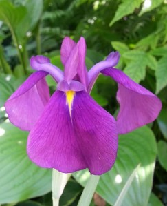 20150616_132507-1[1]